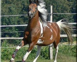 dressage horse Percy (Lewitzer, 2001, from Pike)