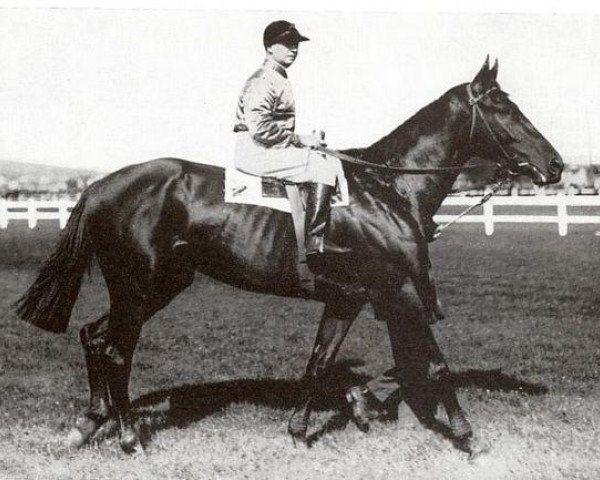 stallion Aethelstan xx (Thoroughbred, 1922, from Teddy xx)