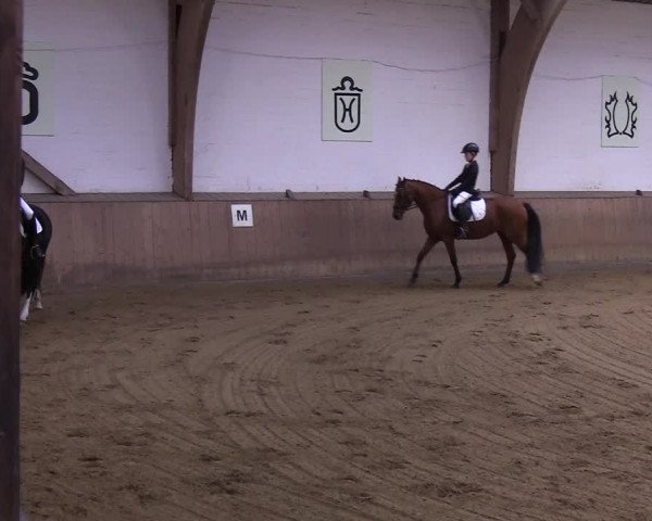 Reitturnier Kellinghusen 2019
