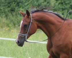 broodmare Marenah 1999 ox (Arabian thoroughbred, 1999, from Pomarval ox)