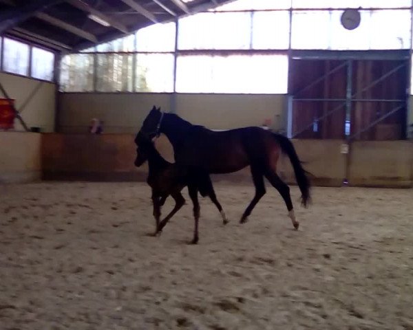 Video of Deamy