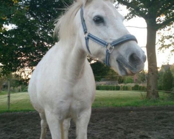 broodmare Alexa (German Riding Pony, 1985)