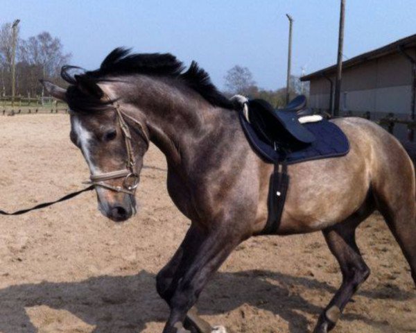 dressage horse Damiro (Andalusier, 2010)