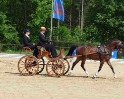 horse Lord Liberty 15 (German Riding Pony, 2001, from Leuns Veld's Lord)