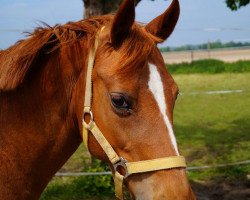 horse Reitland's Harmonie (German Riding Pony, 1995, from Galant)