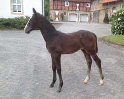 broodmare Cissie (Westphalian, 2014, from Colestus)