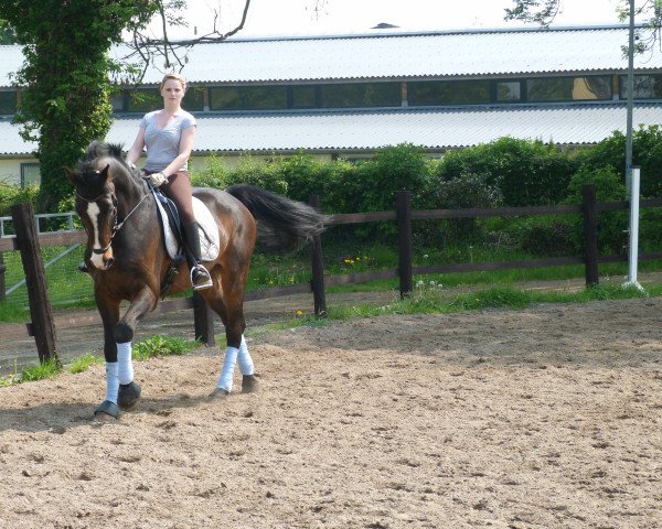 horse Carpe Diem 23 (Holsteiner, 1998, from Coriander)