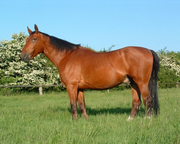 Pferd Fabiol (Westfale, 1990, von Frühlingsball)