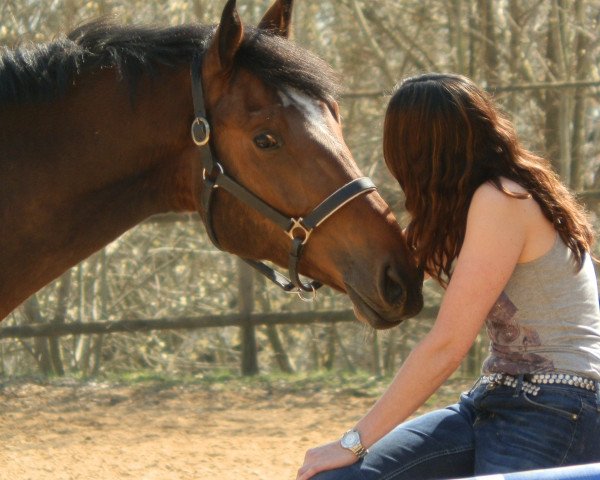 jumper Campino N.G. (Hanoverian, 2007, from Couleur Rubin)