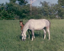 Zuchtstute Nuja (Deutsches Reitpony, 1989, von Nebos)