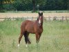 dressage horse Vaquiro AS (German Riding Pony, 2000, from Valido)