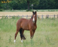 dressage horse Vaquiro AS (German Riding Pony, 2000, from Valido)