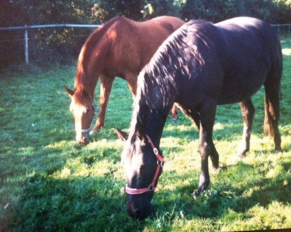 broodmare Colett (Württemberger, 1993, from Chester)