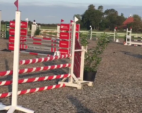 Video of Orchid’s Darian