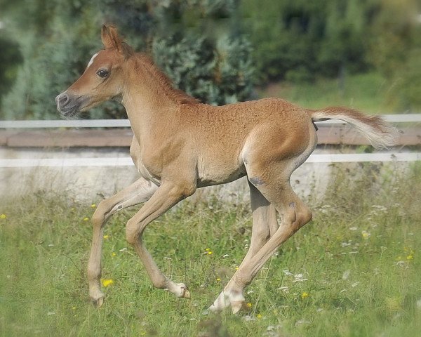 horse Mashoub Ibn Marabi 2013 ox (Arabian thoroughbred, 2013, from Mundher Al Rayyan ox)