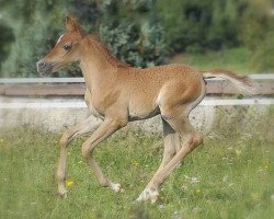 horse Mashoub Ibn Marabi 2013 ox (Arabian thoroughbred, 2013, from Mundher Al Rayyan ox)