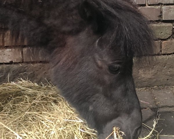 Zuchtstute Pearl von Kuhl (Dt.Part-bred Shetland Pony, 2012, von Picolino H)