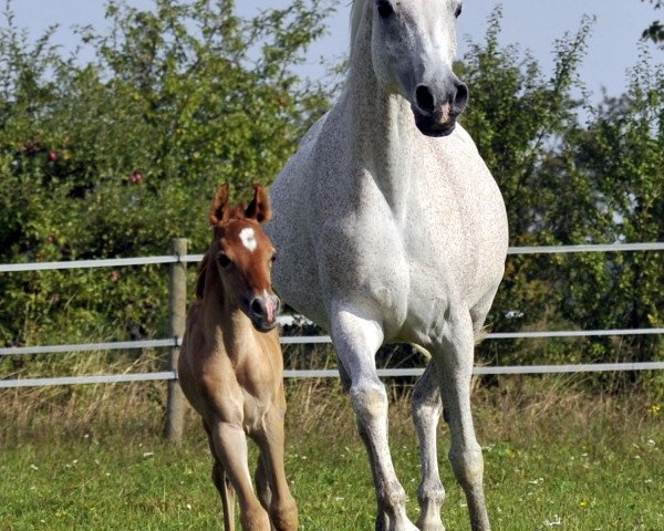 broodmare Marabi ox (Arabian thoroughbred, 1992, from Montasar ox)