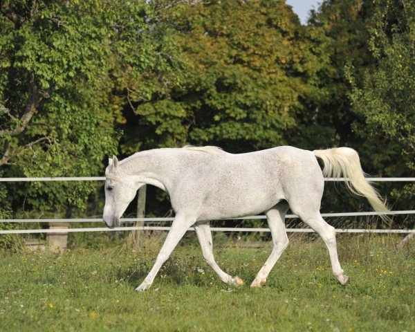 broodmare Masria Bint Najiha EAO (Arabian thoroughbred,  , from Dalia Halim EAO)