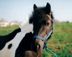 horse Moonlight Shadow 9 (Iceland Horse Mix, 1993)