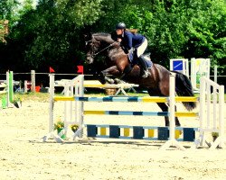 dressage horse Starello (Westphalian, 2006, from Sacre Coeur)