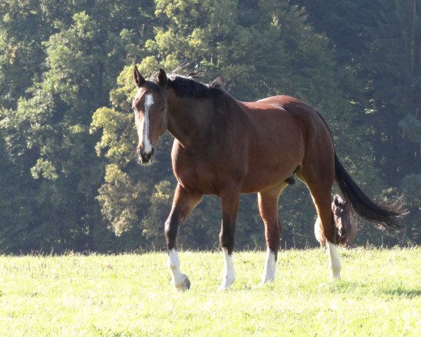 dressage horse Contendros Feiner (Hanoverian, 2008, from Contendros Bube)