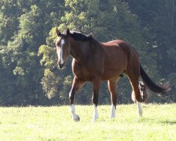 dressage horse Contendros Feiner (Hannoveraner, 2008, from Contendros Bube)