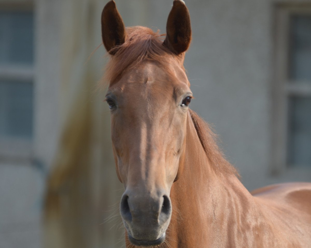 dressage horse Ruby Rose 4 (Westphalian, 2006, from Rohdiamant)