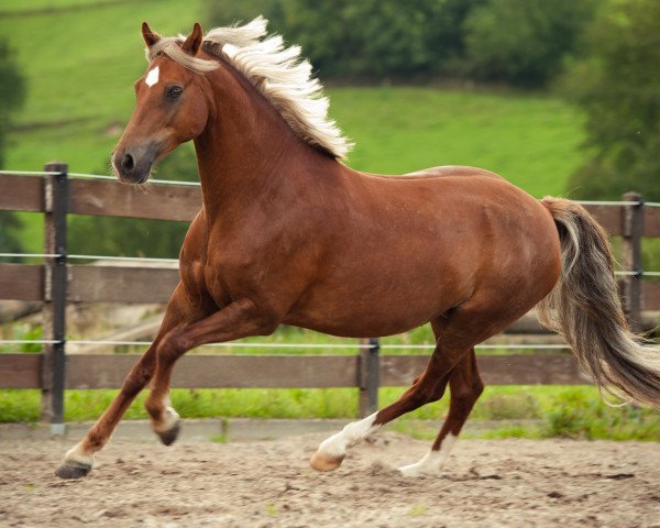 Zuchtstute Jamie Lie (Deutsches Reitpony, 1998, von Constantin)