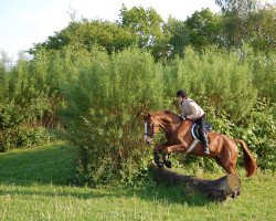 Pferd Whity von Weissenmoor (Hannoveraner, 2001, von White Star)