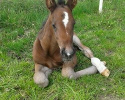 stallion Flanell (Hanoverian, 2011, from Fidertanz)