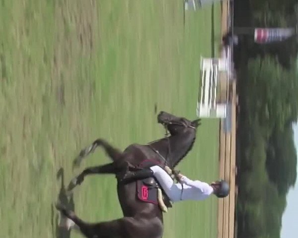 Reitturnier Schneverdingen 2019