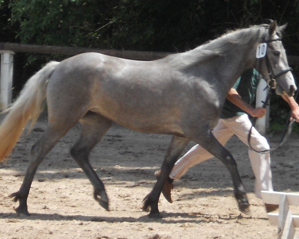 Zuchtstute Kaiserhof Gillian (Hessisches Warmblut, 2011, von Killroy)