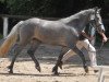 Zuchtstute Kaiserhof Gillian (Hessisches Warmblut, 2011, von Killroy)