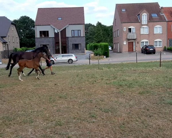Video von Boris