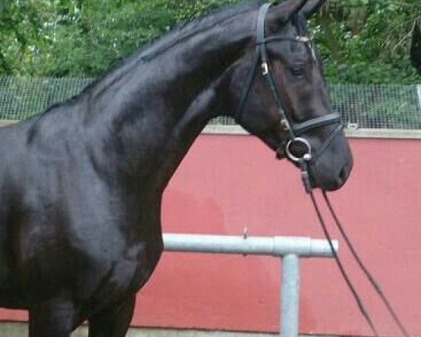 dressage horse Sidney (Oldenburg, 2011, from Stoiber SN)