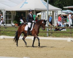 dressage horse Caramia 23 (Westphalian, 2005, from Collin L)