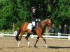 dressage horse Alcatraz 61 (Hanoverian, 2007, from Alassio's Boy)