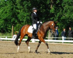 dressage horse Alcatraz 61 (Hanoverian, 2007, from Alassio's Boy)