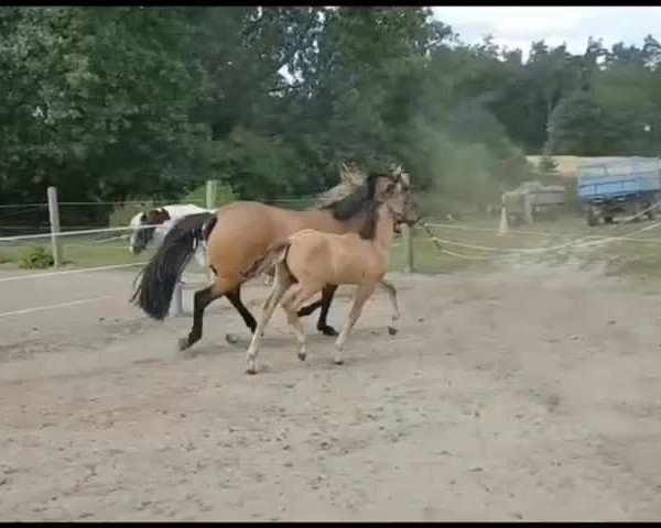 Video of Go For Golden Gustav