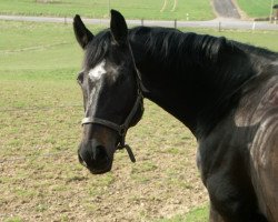 broodmare Rabina (Hanoverian, 1998, from Rabino)