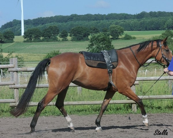 jumper Stella (Westphalian, 2011, from Stolzenberg)