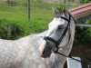 dressage horse Fürst Faramir 2 (Hanoverian, 2009, from Fiorano)