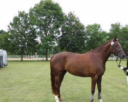 dressage horse Ruby Tuesday TS (Westphalian, 2009, from Riccio)