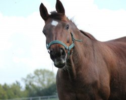 broodmare Sunny FWH (Westphalian, 2006, from Saint Tropez)