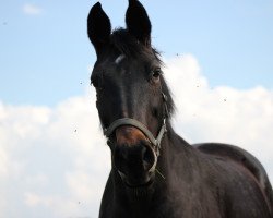 broodmare Flower FWH (Westphalian, 1999, from Florestan I)