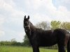 dressage horse Schönröschen H (Westphalian, 2012, from Son of Cologne)