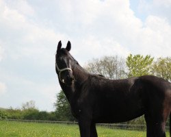 dressage horse Schönröschen H (Westphalian, 2012, from Son of Cologne)