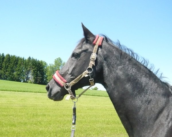 broodmare La Noblesse (Bavarian, 1987, from Poseidon)