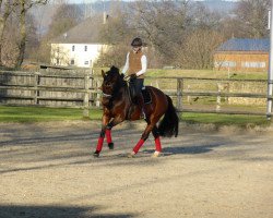 dressage horse Fräulein Meyer (Westphalian, 2009, from Fürst Piccolo)